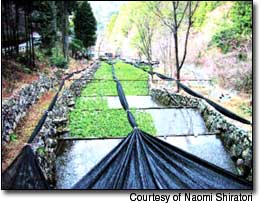 
A wasabi field in Utougi, Japan, the cradle of Japanese wasabi cultivation.
